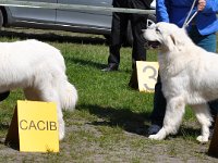 Owczarek Podhalański  Owczarek Podhalański - od lewej: LUCY DORA Michałowe Ranczo, ZŁOTA-OWSIANKA Filos