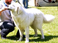 Owczarek Podhalański  Owczarek Podhalański - LEJDI LAMIA Badziar