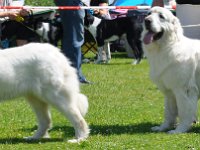 Owczarek Podhalański  Owczarek Podhalański - od lewej: CYNIA Chosna, BYSTRA Bajeczny Zakątek