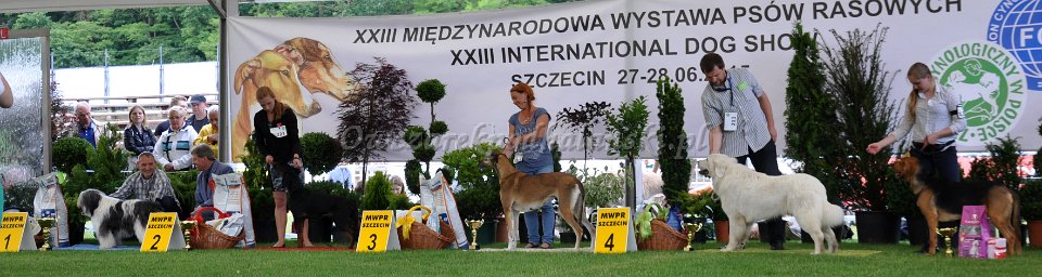 Owczarek Podhalański 