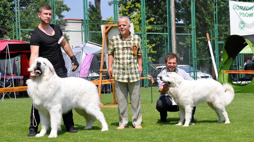 Owczarek Podhalański