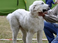 Owczarek Podhalański  Owczarek Podhalański - CUDNY LOTOS Dolina Małej Panwi