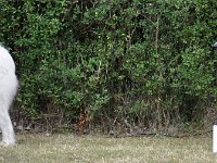 Owczarek Podhalański  Owczarek Podhalański - od lewej: PRZYMILNY PERS Badziar, TULIPAN Chluba Liliowej Przełęczy