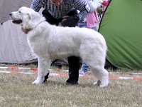 Owczarek Podhalański  Owczarek Podhalański - od lewej: BYRKA Cobegarden, COCA Alpejskie Zauroczenie, CZEREMCHA z Dunajeckiej Polany