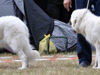 Owczarek Podhalański  Owczarek Podhalański - od lewej: KOKIETKA Nutrena, PYZDRA Chosna