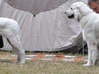 Owczarek Podhalański  Owczarek Podhalański - od lewej: FAWORYTA z Jagusi Zagrody, FRASZKA z Jagusi Zagrody