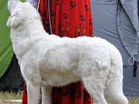 Owczarek Podhalański  Owczarek Podhalański - SZAROTKA z Butorowego Wierchu