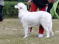 Owczarek Podhalański  Owczarek Podhalański - finaliści suki - od lewej: CZEREMCHA z Dunajeckiej Polany, PIPI Klan Gaby, FINEZJA-GORZAŁKA Filos