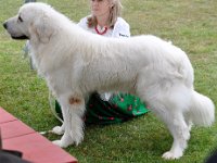 Owczarek Podhalański  Owczarek Podhalański - GIEWONT z Miętustwa