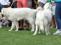 Owczarek Podhalański  Owczarek Podhalański - od lewej: ANDORA Ze Źródła Ciemięgi, BYRKA Cobegarden, BYSTRA DZIOŁCHA Cobegarden, JUTRZENKA Nutrena