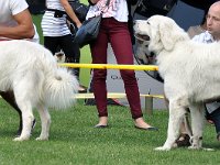 Owczarek Podhalański  Owczarek Podhalański - Zwycięzcy Młodzieży - od lewej: BYRKA Cobegarden, FAKTOR od Kurosa