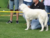 Owczarek Podhalański  Owczarek Podhalański - wybór BOS Suki - od lewej: BYRKA Cobegarden, TEQUILLA z Jagusi Zagrody, POZIOMKA Chluba Liliowej Przełęczy