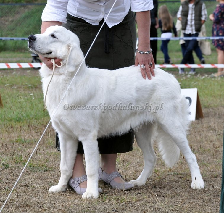 Owczarek Podhalański 