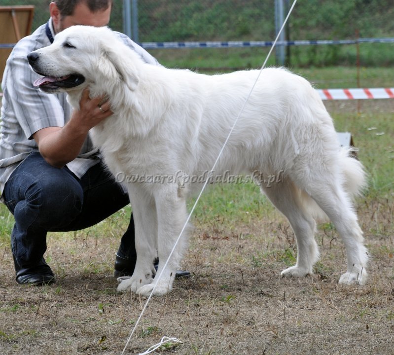 Owczarek Podhalański 