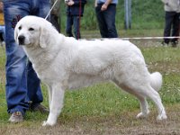 Owczarek Podhalański  Owczarek Podhalański - SZAROTKA z Butorowego Wierchu