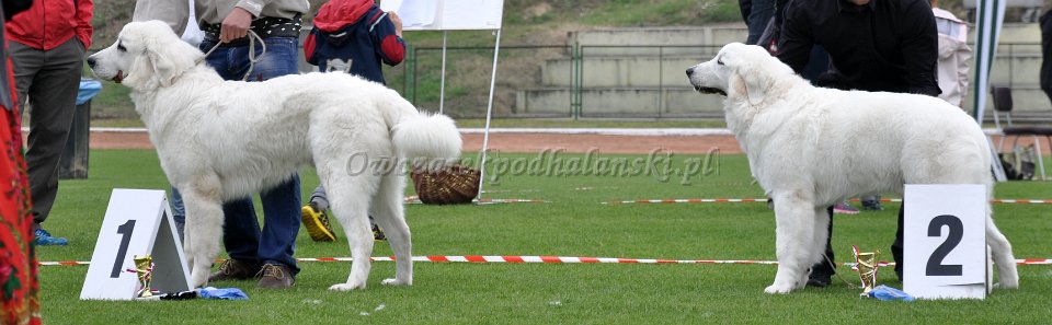 Owczarek Podhalański 