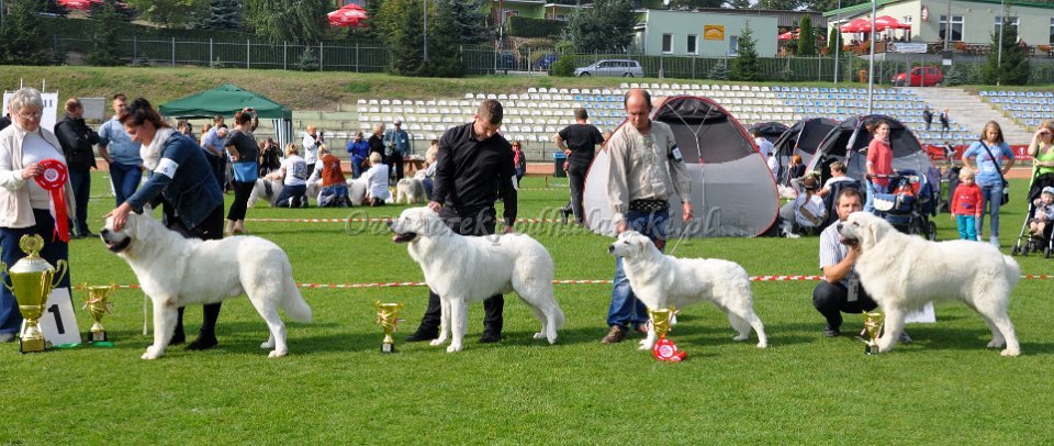Owczarek Podhalański