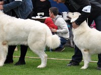 Owczarek Podhalański  Owczarek Podhalański - Pary Hodowlane - od lewej: Baltic Saga ANGUS, ZADYMKA Zagubione Marzenia