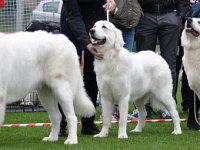 Owczarek Podhalański  Owczarek Podhalański - Hodowla - Zagubione Marzenia - od lewej: PEWNIAK, MARGO, ZADYMKA