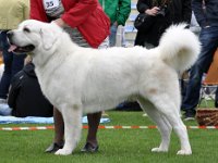 Owczarek Podhalański  Owczarek Podhalański - PEWNIAK Zagubione Marzenia