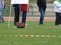 Owczarek Podhalański  Owczarek Podhalański - od lewej: BOHUN Cobegarden,  PEWNIAK Zagubione Marzenia