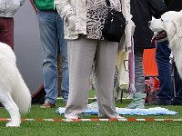 Owczarek Podhalański  Owczarek Podhalański - od lewej: FLIRCIARZ Na Góralsko Nute, HRUBY Kalong
