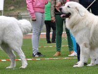 Owczarek Podhalański  Owczarek Podhalański - od lewej: ODWAŻNY OBI ONE Artorius, ZBÓJNIK Chosna