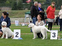 Owczarek Podhalański  Owczarek Podhalański - od lewej; KONWALIA Alpejskie Zauroczenie, ROSA Catonium, KRAKOWIANKA z Jagusi Zagrody, FIGURKA  z Gajowego Wzgórza