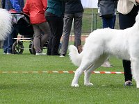 Owczarek Podhalański  Owczarek Podhalański - od lewej: ANDORA ze Żródła Ciemięgi, BYRKA Cobegarden, COCA Alpejskie Zauroczenie, DUMA Bajeczny Zakątek