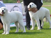 Owczarek Podhalański  Owczarek Podhalański - Młodsze Szczenięta - od lewej: KONWALIA Alpejskie Zauroczenie, KING OF HAPPINESS Alpejskie Zauroczenie