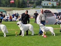 Owczarek Podhalański  Owczarek Podhalański - od lewej: NDPwR, Zw.Rasy - Baltic Saga ANGUS, Najlepszy Junior - COLA Alpejskie Zauroczenie, NDSwR, BOS - SZAROTKA z Butorowego Wierchu, Najlepszy Weteran - PRZYMILNY PERS Badziar
