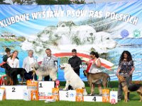 Owczarek Podhalański  BIS Juniorów - lok. III - Owczarek Podhalański - COLA Alpejskie Zauroczenie