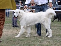 Owczarek Podhalański  Owczarek Podhalański - CARLA Dolina Małej Panwii, CYNIA Dolina Małej Panwii, CARMEN Dolina Małej Panwii