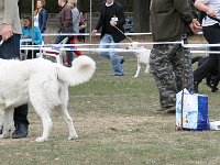 Owczarek Podhalański  Owczarek Podhalański - od lewej: DAJNA DUMKA Polanickie Wzgórze, LEJDI LAMIA Badziar, LUDMILA Nutrena