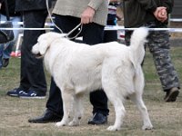 Owczarek Podhalański  Owczarek Podhalański - LEJDI LAMIA Badziar