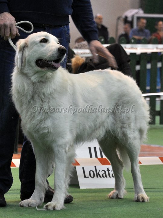 Owczarek Podhalański 