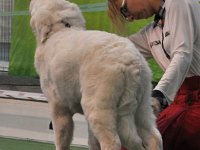 Owczarek Podhalański  Owczarek Podhalański - Di'Leila's Sheltie WASZMOŚĆ BOHUN