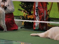 Owczarek Podhalański  Owczarek Podhalański - od lewej: Di'Leila's Sheltie WASZMOŚĆ BOHUN, Di'Leila's Sheltie WASZMOŚĆ BORYNA