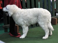 Owczarek Podhalański  Owczarek Podhalański - Di'Leila's Sheltie WASZMOŚĆ BOHUN