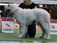 Owczarek Podhalański  Owczarek Podhalański - Di'Leila's Sheltie WASZMOŚĆ BORYNA