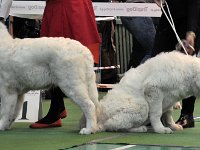 Owczarek Podhalański  Owczarek Podhalański - od lewej: Di'Leila's Sheltie WASZMOŚĆ BOHUN, Di'Leila's Sheltie WASZMOŚĆ BORYNA