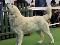 Owczarek Podhalański  Owczarek Podhalański - LASZKA LUNA Badziar