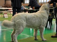 Owczarek Podhalański  Owczarek Podhalański - LASZKA LUNA Badziar