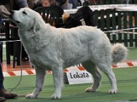 Owczarek Podhalański  Owczarek Podhalański - LASZKA LUNA Badziar