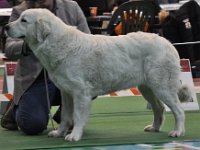 Owczarek Podhalański  Owczarek Podhalański - LASZKA LUNA Badziar