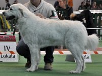 Owczarek Podhalański  Owczarek Podhalański - FRASZKA z Jagusi Zagrody