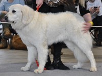 Owczarek Podhalański  Owczarek Podhalański - KIONA-BELLA z Lipowej Krainy