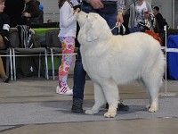 Owczarek Podhalański  Owczarek Podhalański - od lewej: KIONA-BELLA z Lipowej Krainy, FIGA Z MAKIEM Las W Jamnicach, RUSŁANA z Rogalowego Gaju