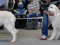 Owczarek Podhalański  Owczarek Podhalański - od lewej: CUDNA Dolina Małej Panwi, STOKROTKA Andersit