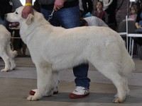 Owczarek Podhalański  Owczarek Podhalański - STOKROTKA Andersit